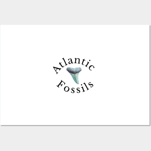 Atlantic Fossils Shark Tooth White Print Posters and Art